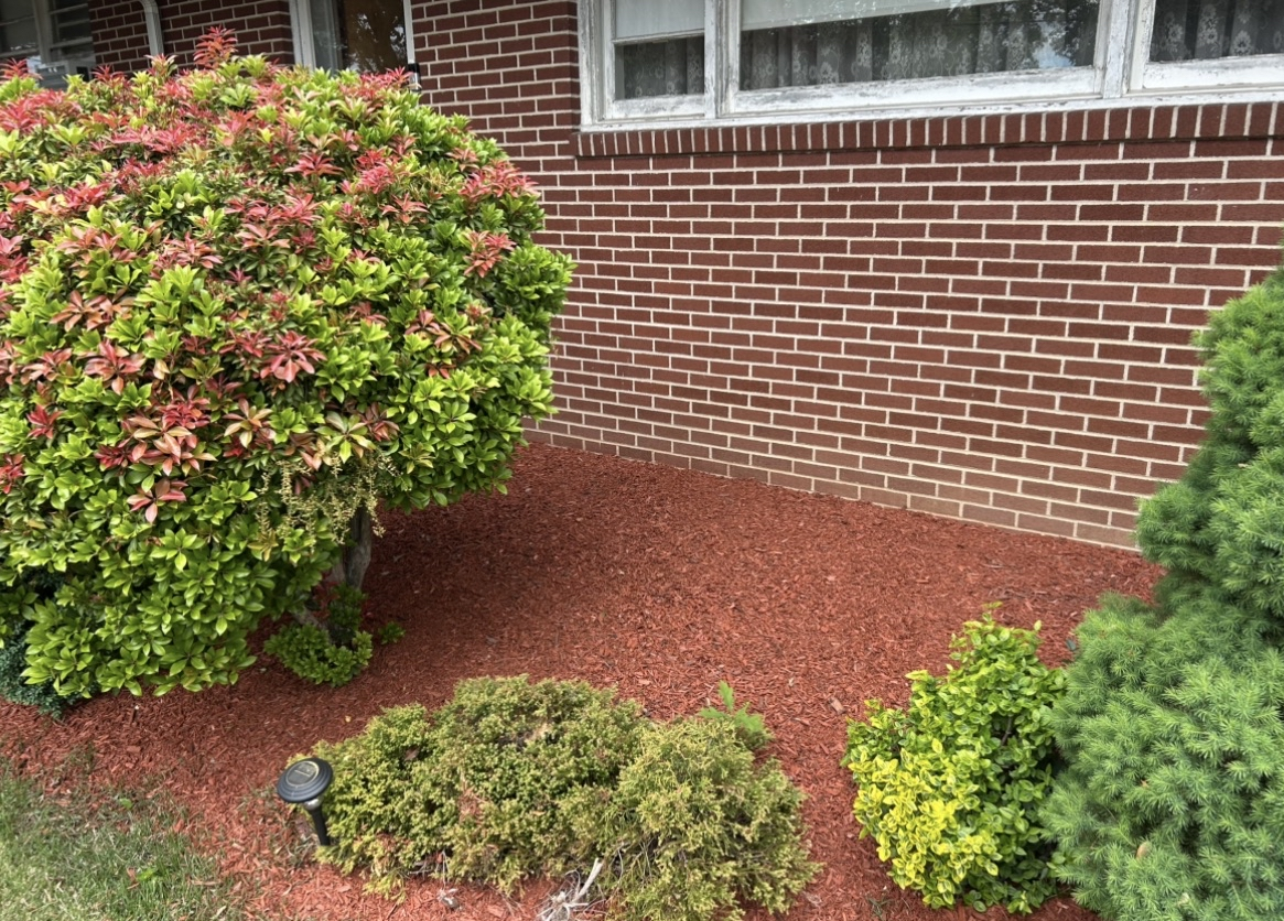 Completed yard cleanup and landscaping refresh